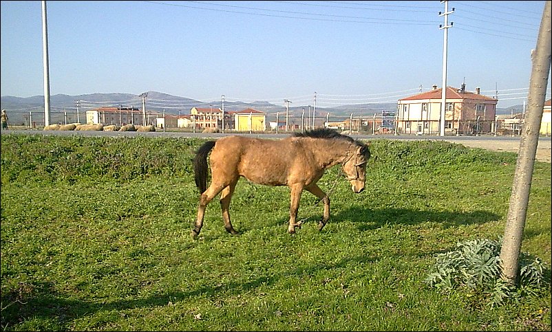 yalnız at