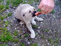küçük köpek